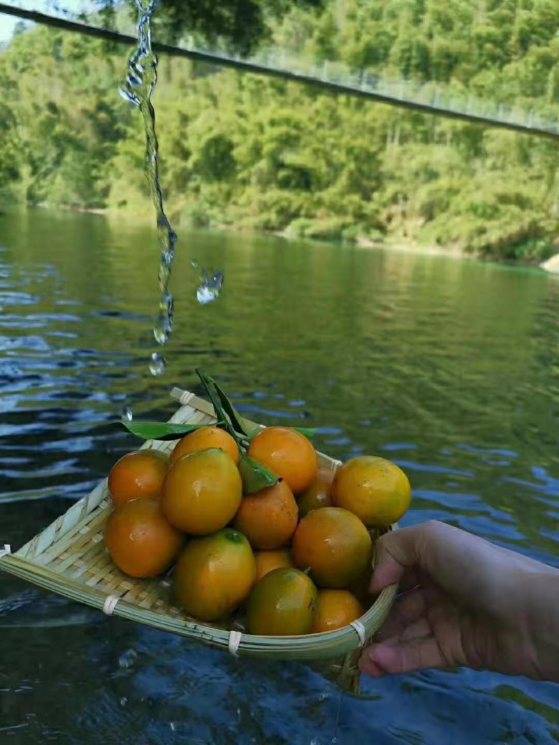 孕妇放心食用广西正宗融安金桔脆皮滑皮金桔自家果园顺丰包邮