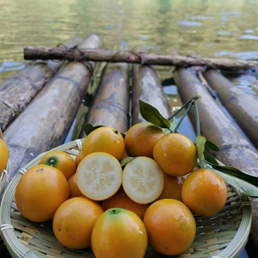 孕妇放心食用广西正宗融安金桔脆皮滑皮金桔自家果园顺丰包邮