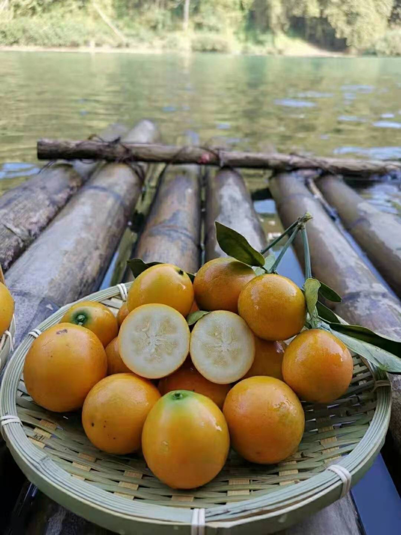 孕妇放心食用广西正宗融安金桔脆皮滑皮金桔自家果园顺丰包邮