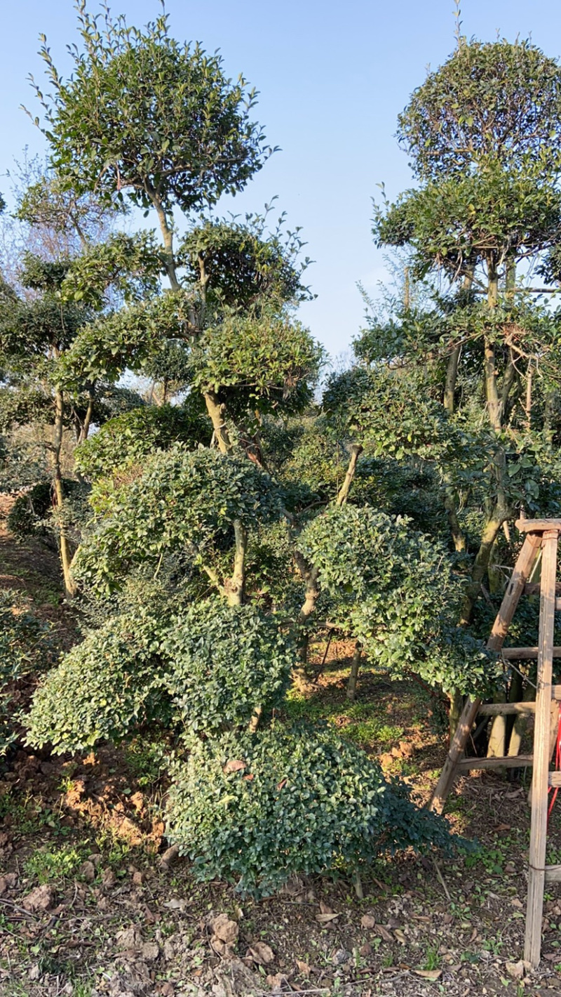 三角枫枸骨红花造型精品地径25-30本基地常年供应