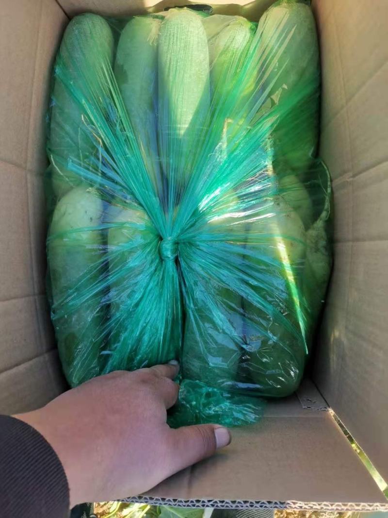 山东潍坊萝卜，供应电商，加工厂，批发，零售