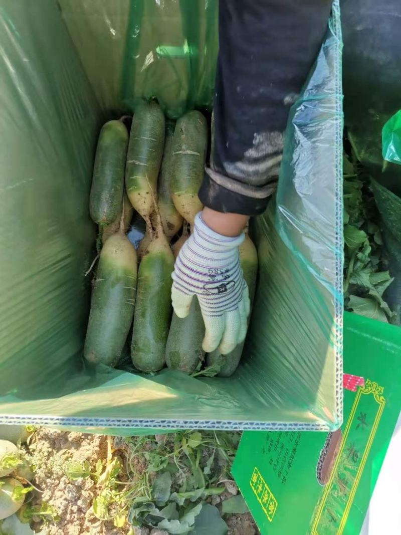 山东潍坊萝卜，供应电商，加工厂，批发，零售