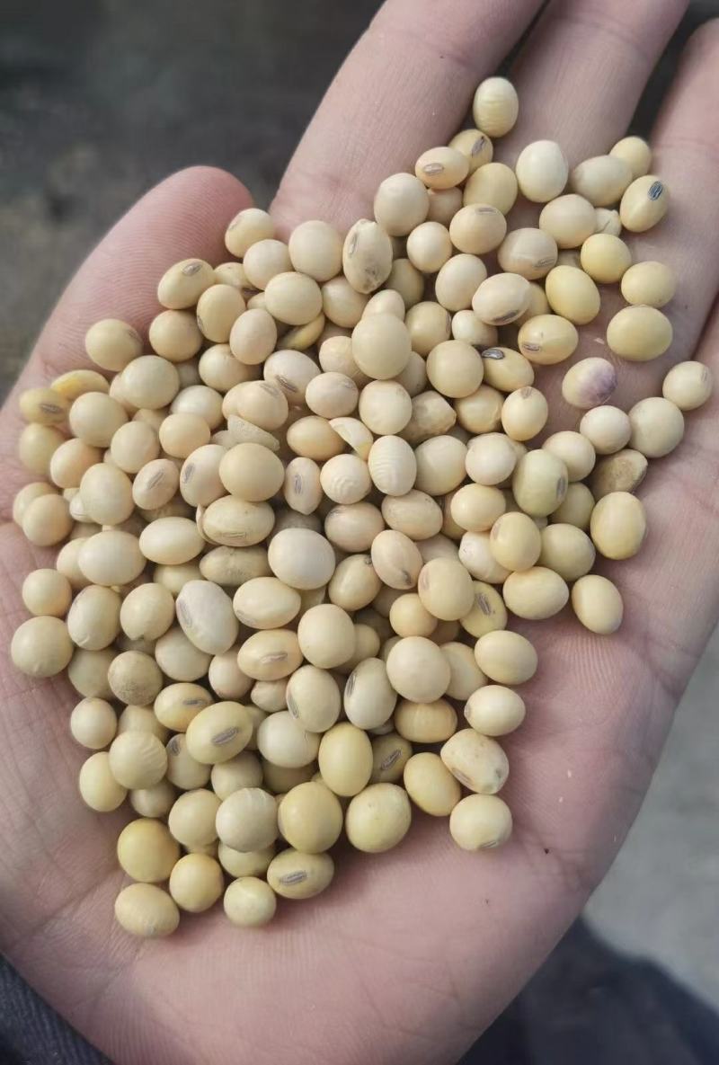 国内外各种黄豆大豆饲料豆榨油豆等乌拉圭黄豆