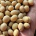 国内外各种黄豆大豆饲料豆榨油豆等乌拉圭黄豆
