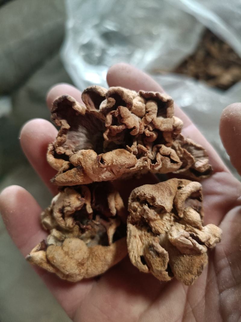 榆耳干货榆耳批发零售榆耳基地