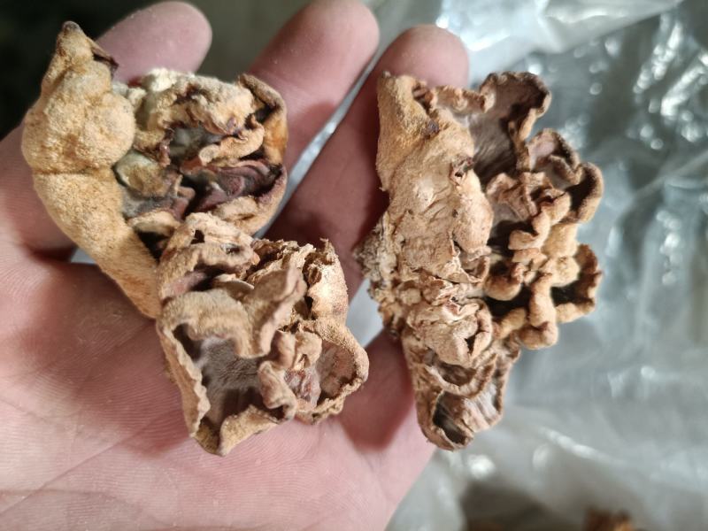 榆耳干货榆耳批发零售榆耳基地
