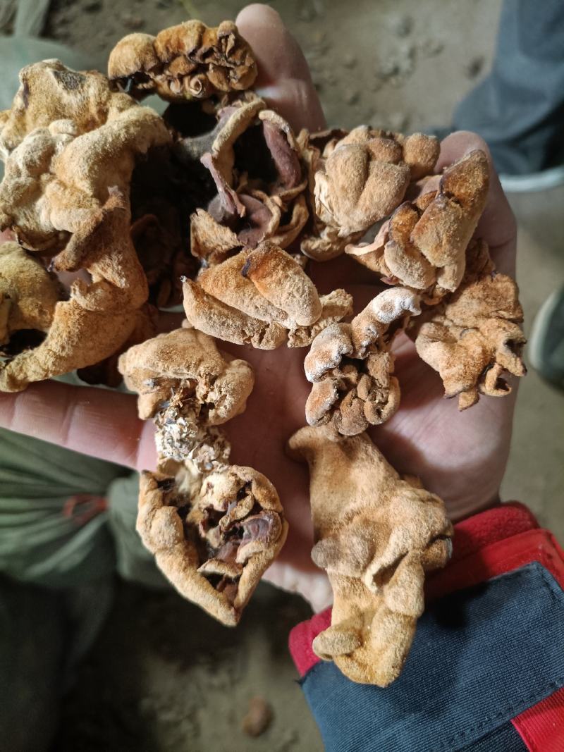 榆耳干货榆耳批发零售榆耳基地