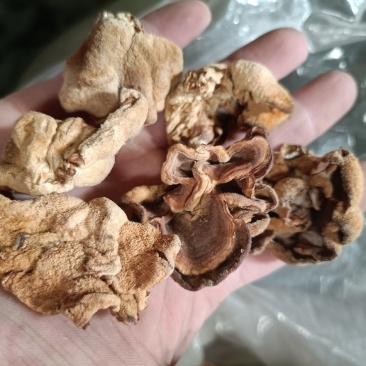 榆耳干货榆耳批发零售榆耳基地