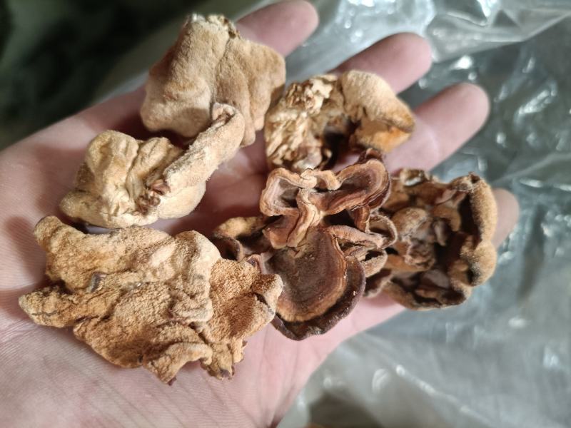 榆耳干货榆耳批发零售榆耳基地