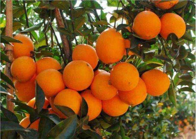 湖南江永粗石江纽荷尔脐橙，7904大量上市，含糖量高超甜