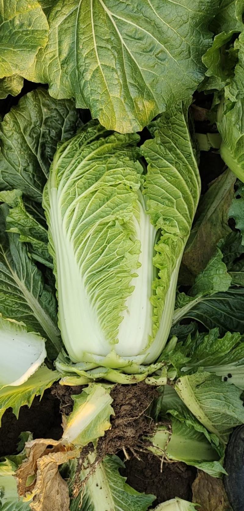 滕州大白菜大量供应超市市场精包装泡菜厂货
