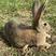 比利时兔杂交兔种兔适应能力强长年出售各种商品兔