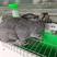 比利时兔杂交兔种兔适应能力强长年出售各种商品兔