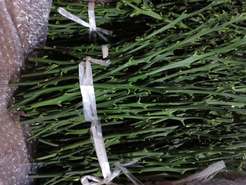爱莎枝条，华美1号柑橘枝条，鲜枝条批发