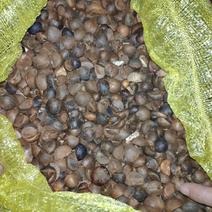 优质黄山高山老树手摘茶籽25吨新籽出售