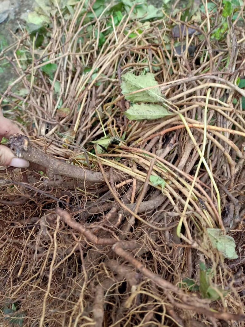 优质批发爬山虎爬山虎三叶五叶地锦现挖现卖保鲜发货