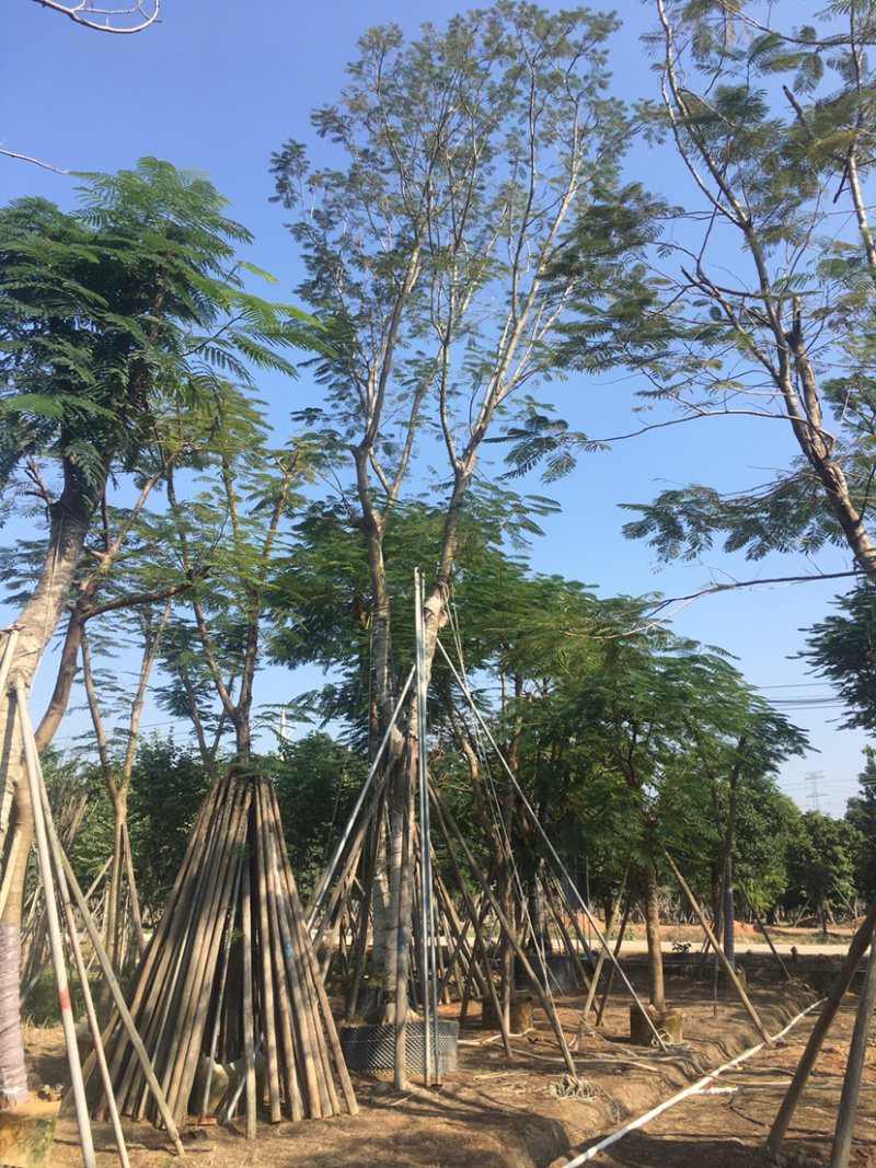 凤凰木全冠15-30公分。欢迎前来咨询。