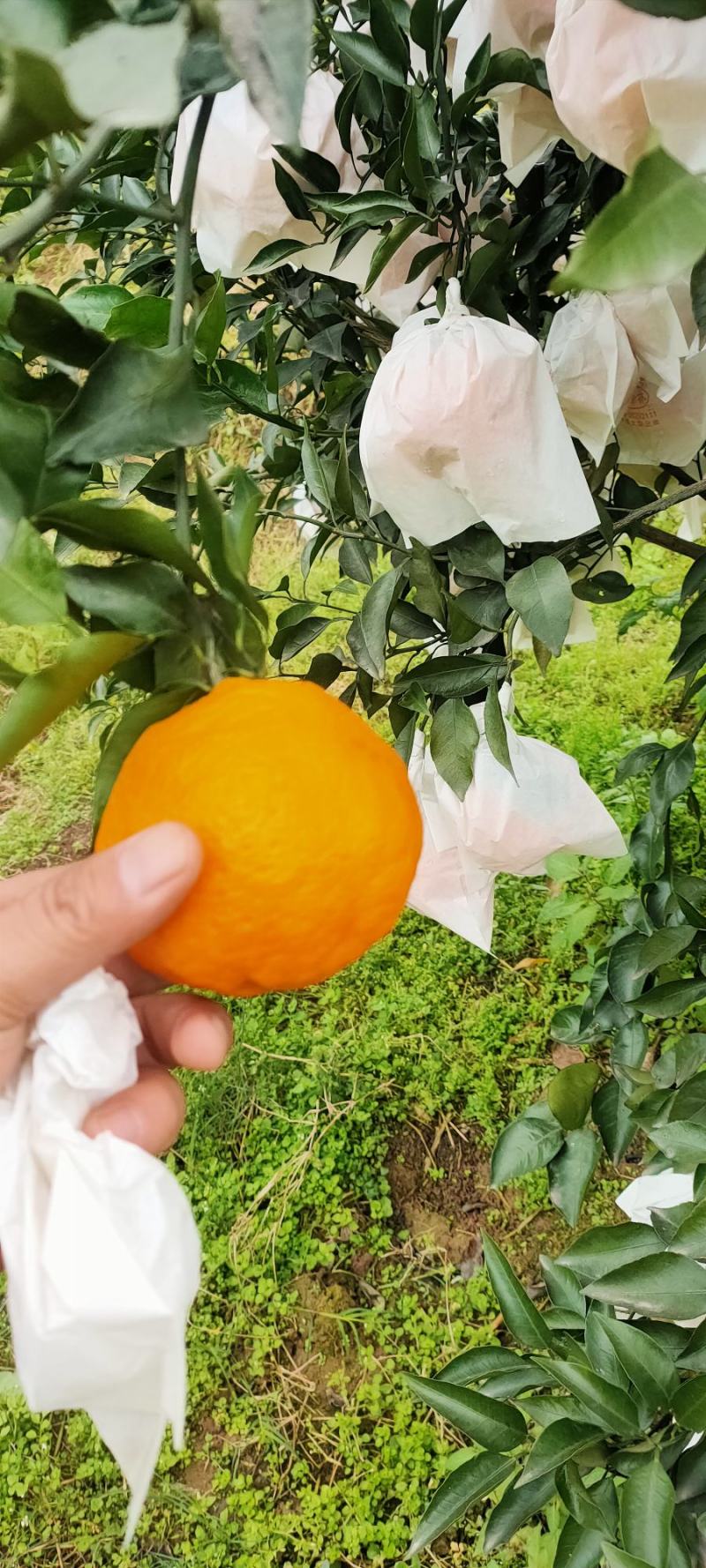 春见耙耙柑上市。几千万亩的大型基地。耙耙价格便宜质量好。