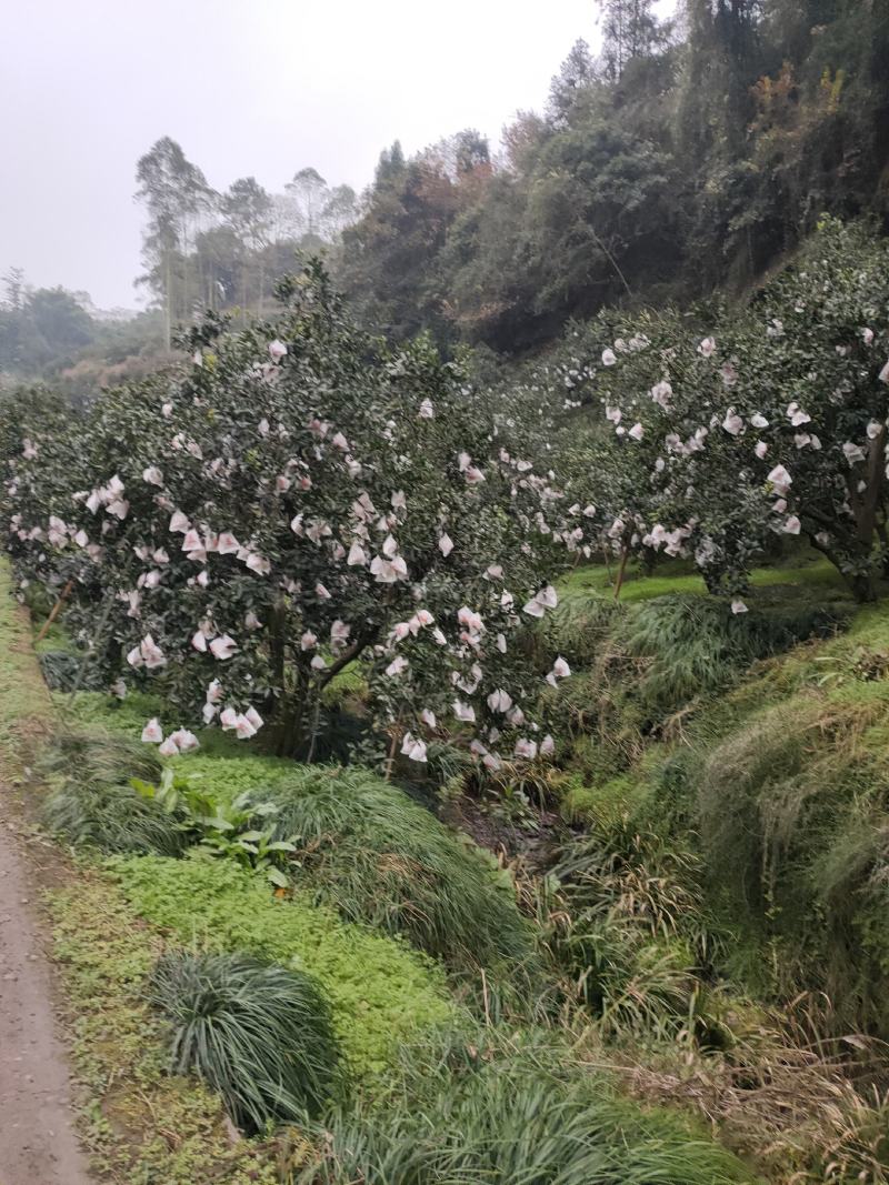 春见耙耙柑上市。几千万亩的大型基地。耙耙价格便宜质量好。