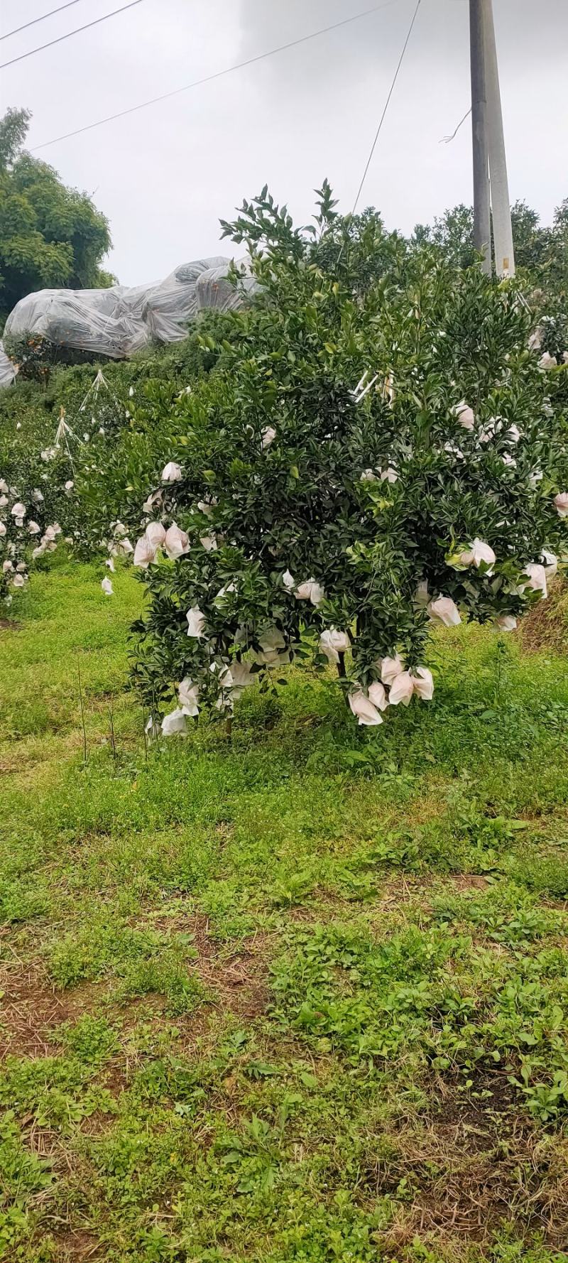 春见耙耙柑上市。几千万亩的大型基地。耙耙价格便宜质量好。