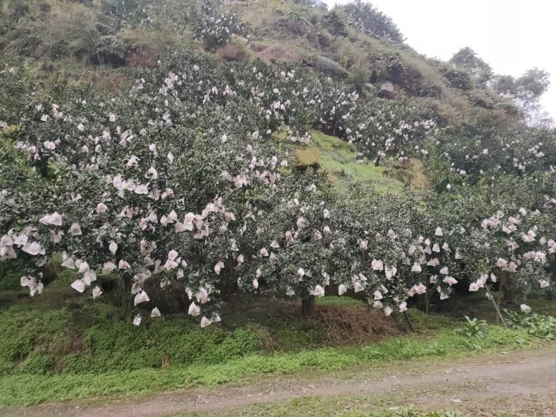 春见耙耙柑上市。几千万亩的大型基地。耙耙价格便宜质量好。