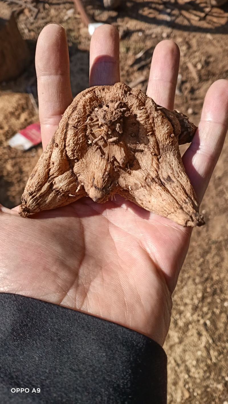 重楼片可交药厂价格实惠含量高云南粉