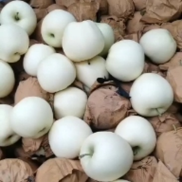 辽宁绥中金帅黄元帅苹果大量上市