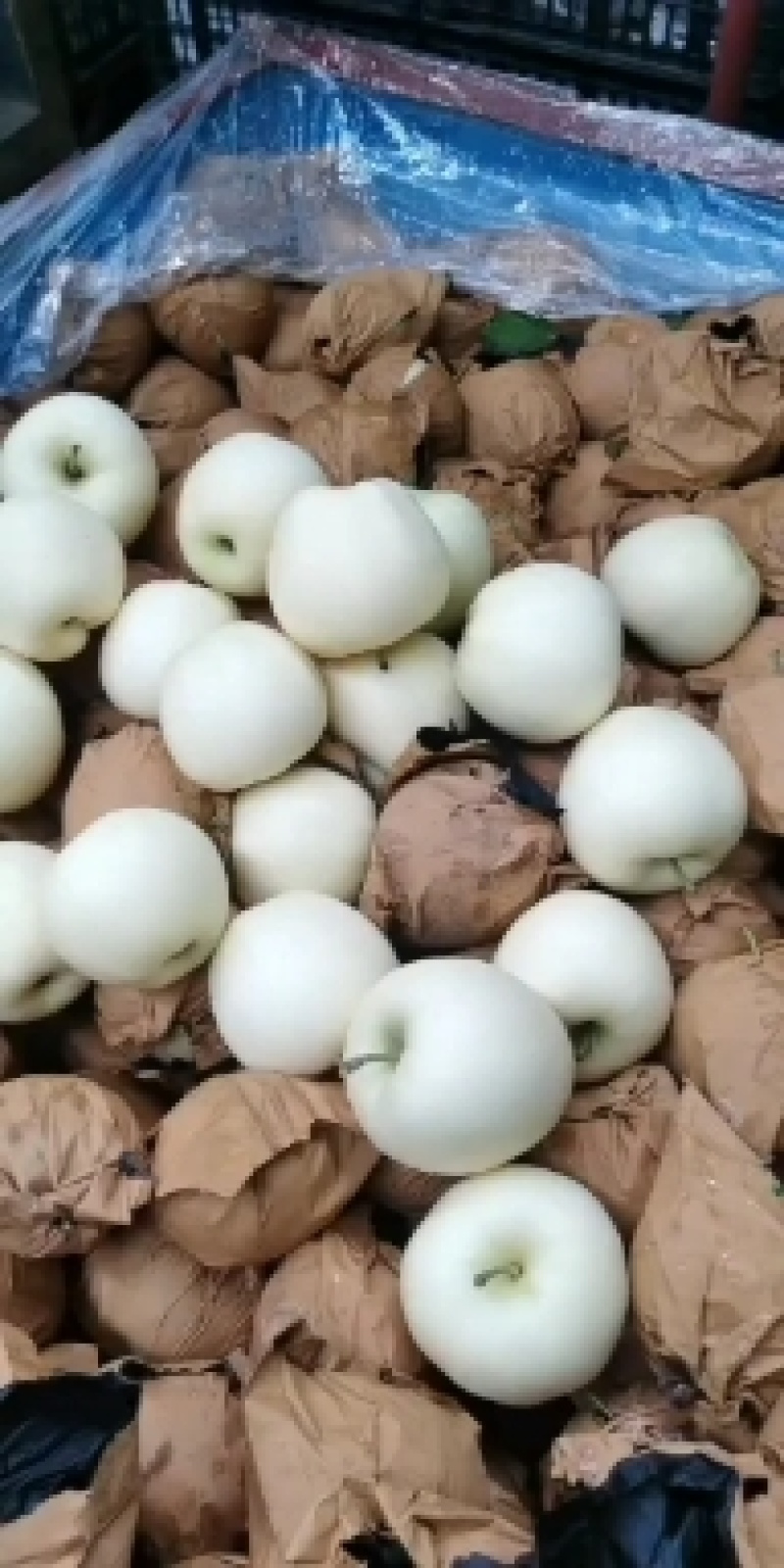 辽宁绥中金帅黄元帅苹果大量上市