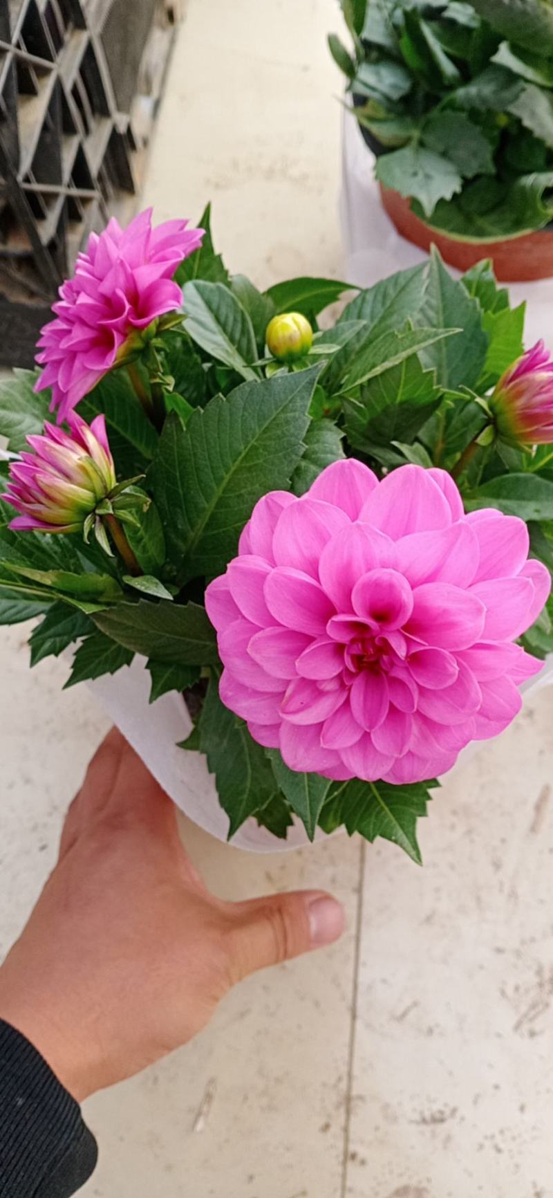 小丽花，大丽花，盆花小丽花，山东小丽花，山东大丽花