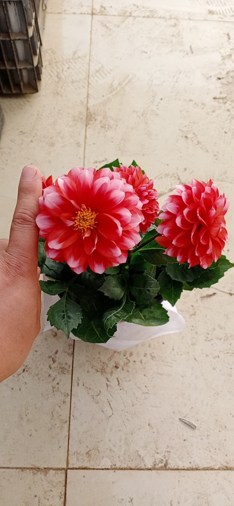 小丽花，大丽花，盆花小丽花，山东小丽花，山东大丽花