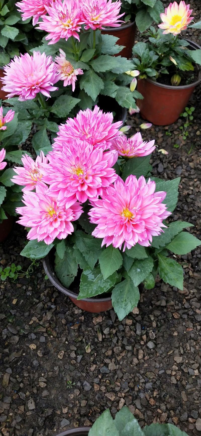 小丽花，大丽花，盆花小丽花，山东小丽花，山东大丽花