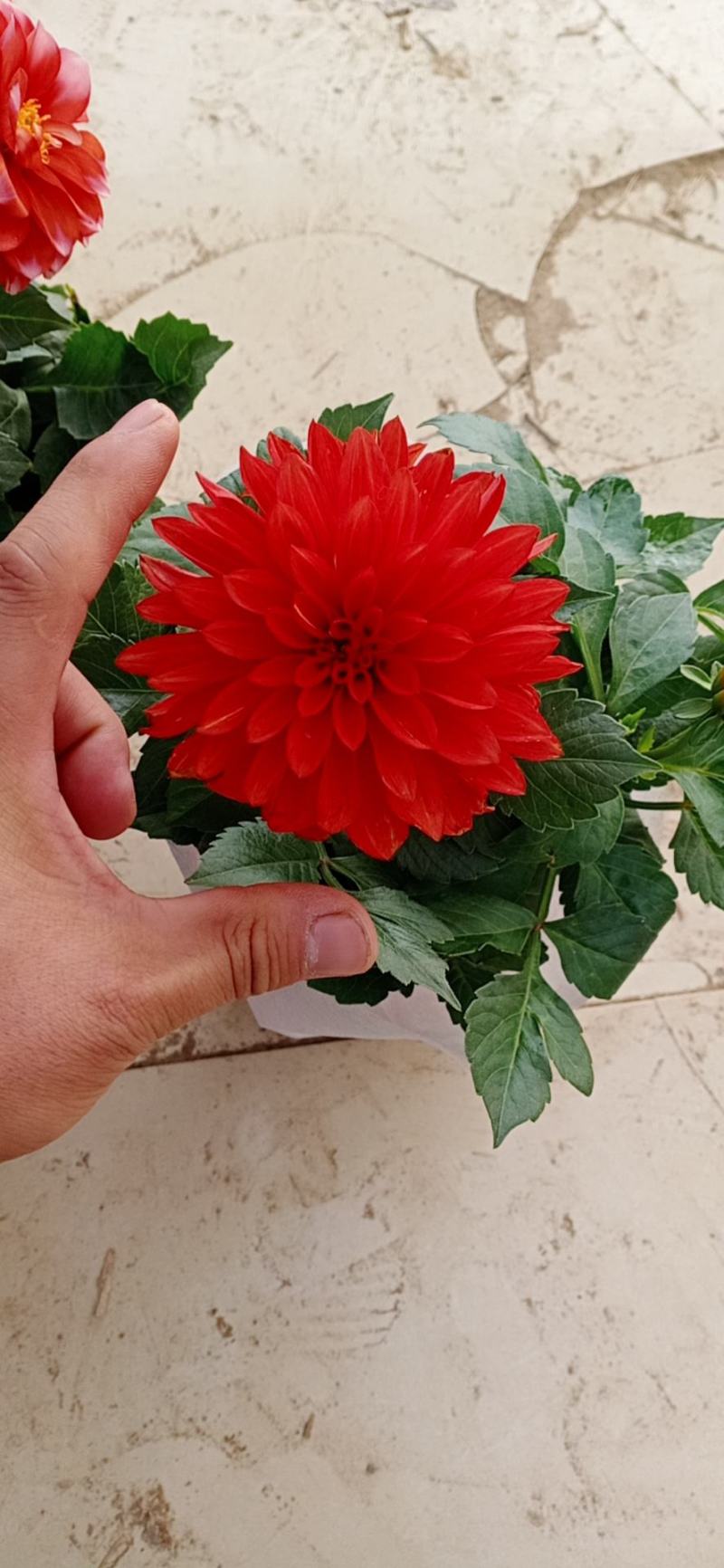 小丽花，大丽花，盆花小丽花，山东小丽花，山东大丽花