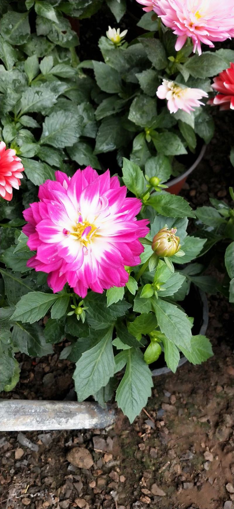 小丽花，大丽花，盆花小丽花，山东小丽花，山东大丽花