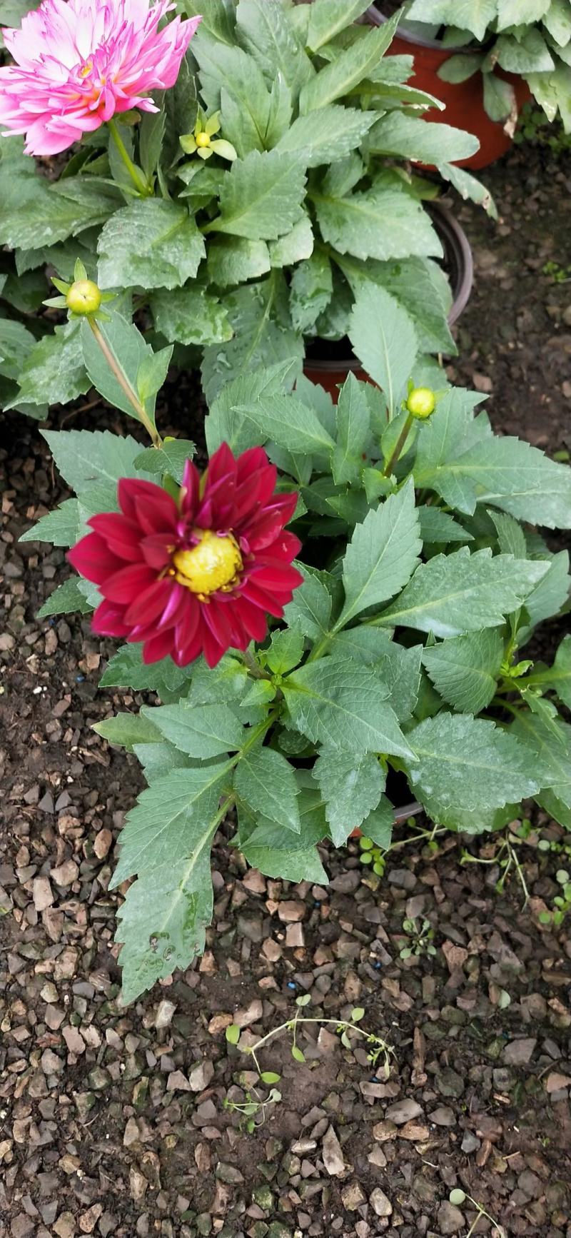 小丽花，大丽花，盆花小丽花，山东小丽花，山东大丽花