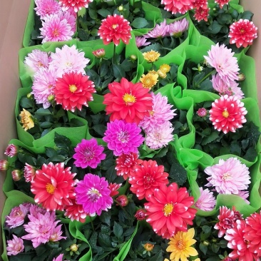 小丽花，大丽花，盆花小丽花，山东小丽花，山东大丽花
