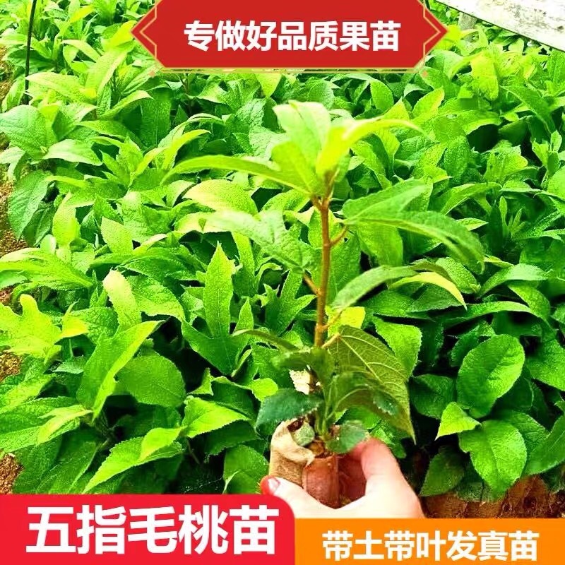 五指毛桃苗，中药材，易管理，收益高