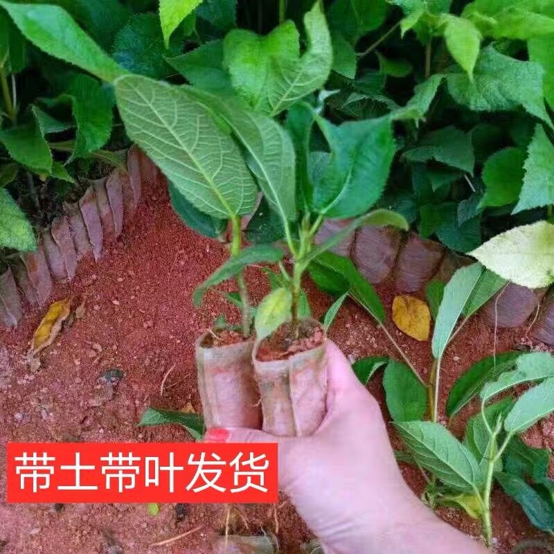 五指毛桃苗，中药材，易管理，收益高