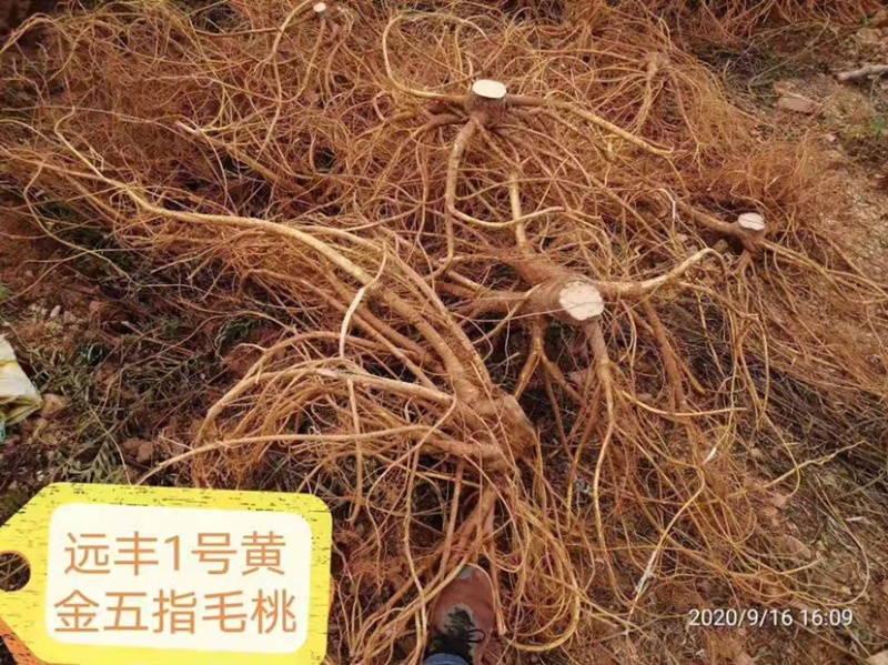 五指毛桃苗，中药材，易管理，收益高