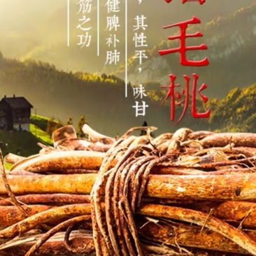 五指毛桃苗，中药材，易管理，收益高