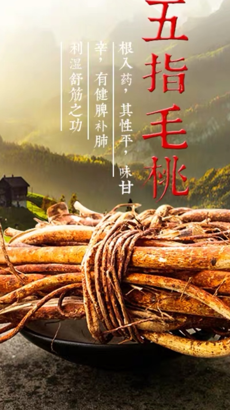五指毛桃苗，中药材，易管理，收益高