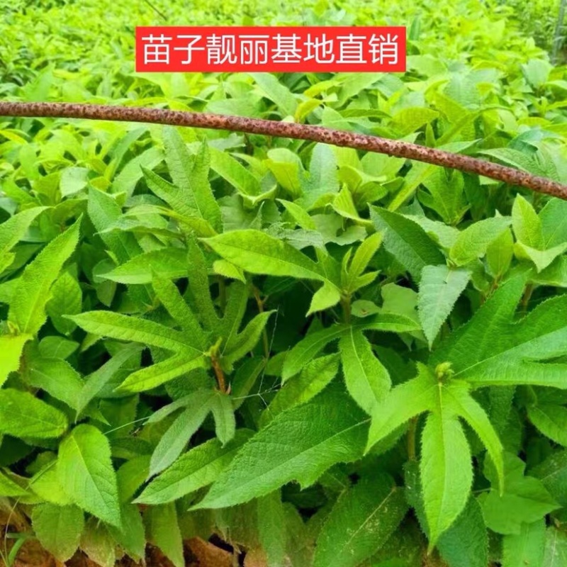 五指毛桃苗，中药材，易管理，收益高