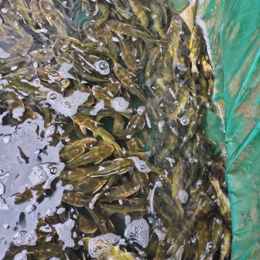 黄腊丁鱼苗基地直销售量大免费运送指定地点