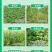 二甲戊灵施田补33%二甲戊灵甘蓝玉米棉花一年生杂草农药