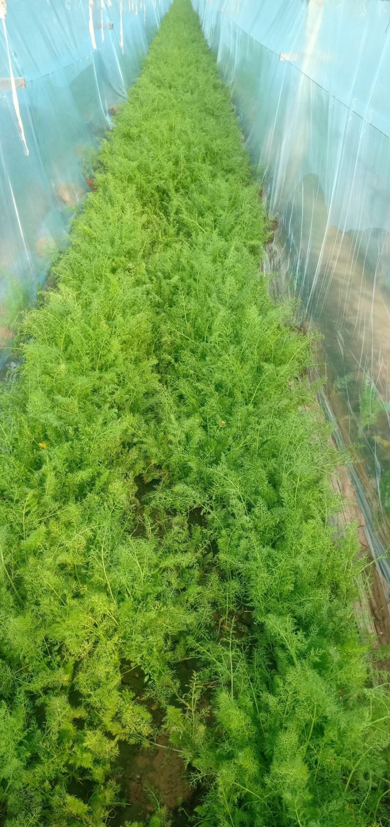 茴香温室，精品茴香，冷棚，露天蔬菜大量有货诚邀各地客商
