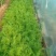 茴香温室，精品茴香，冷棚，露天蔬菜大量有货诚邀各地客商
