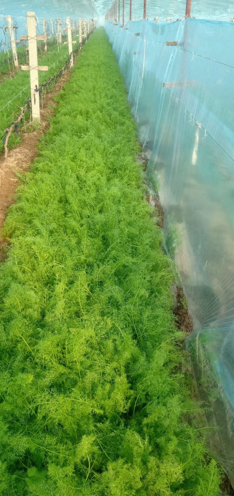 茴香温室，精品茴香，冷棚，露天蔬菜大量有货诚邀各地客商