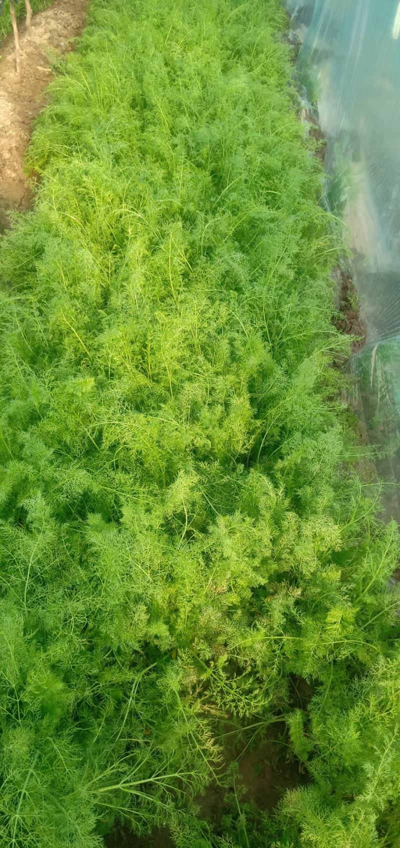 茴香温室，精品茴香，冷棚，露天蔬菜大量有货诚邀各地客商