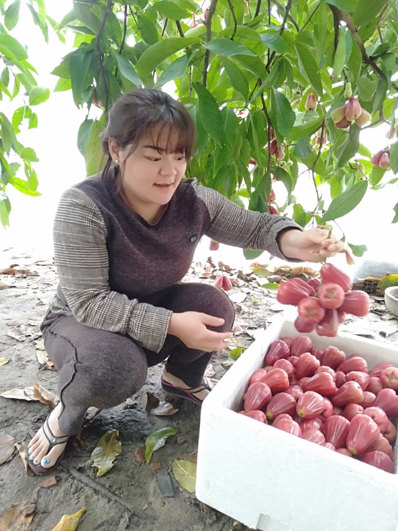 海南万宁本地黑金刚莲雾