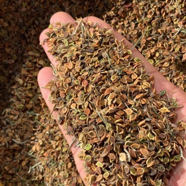 东北辽宁地产威灵仙.保证质量.保证品质.量大价优