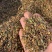 东北辽宁地产威灵仙.保证质量.保证品质.量大价优